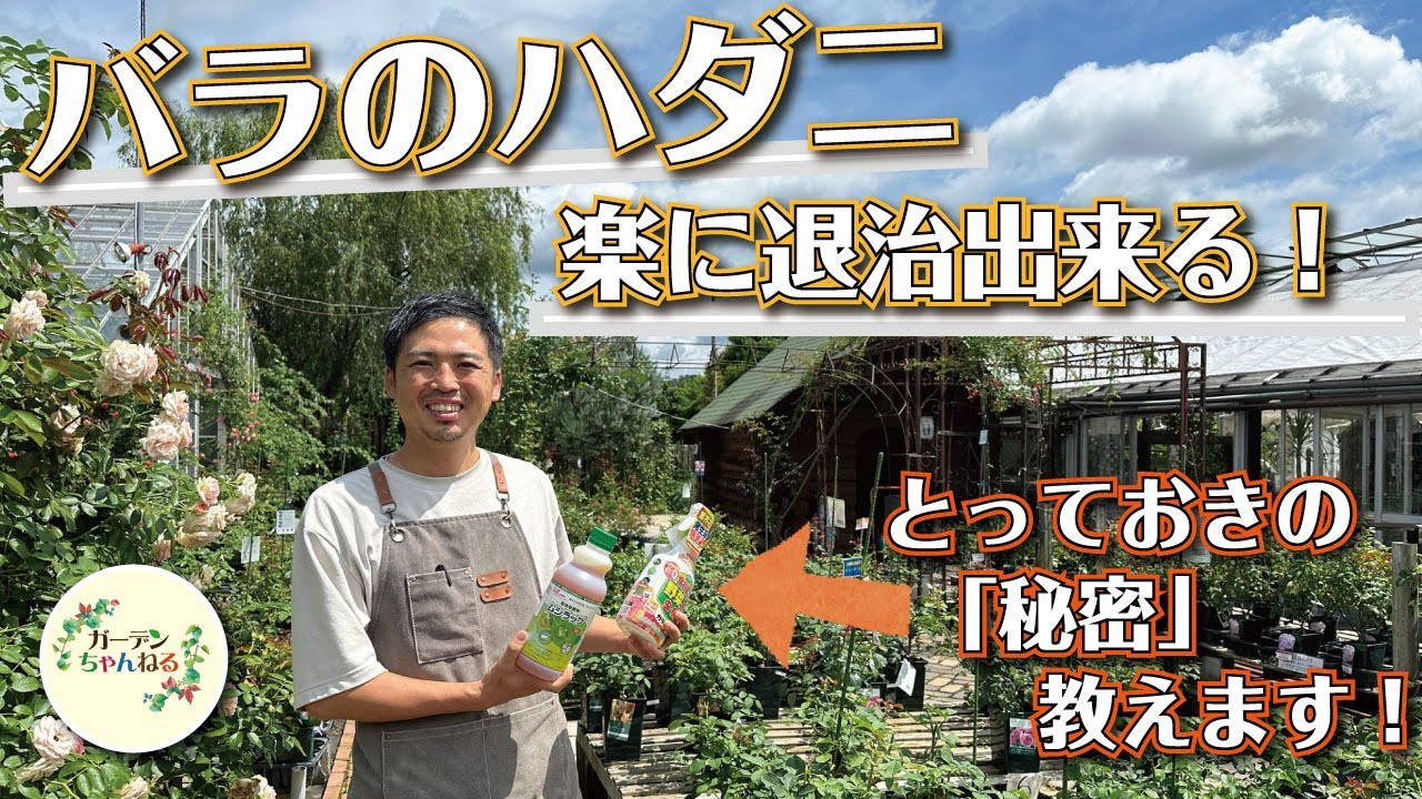 【バラのハダニ】ハダニ退治の裏技グッズ見つけました！