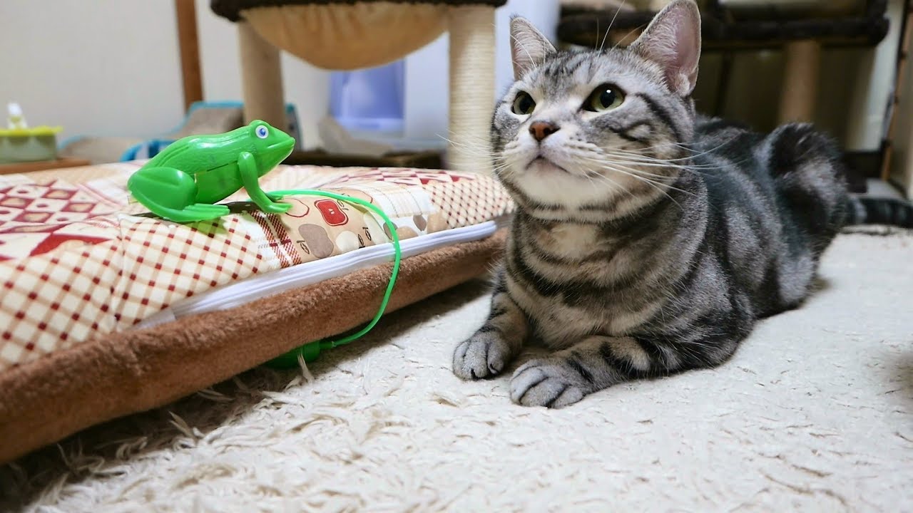 へび丸くんを完全シカト ガン無視で遊ぶ猫