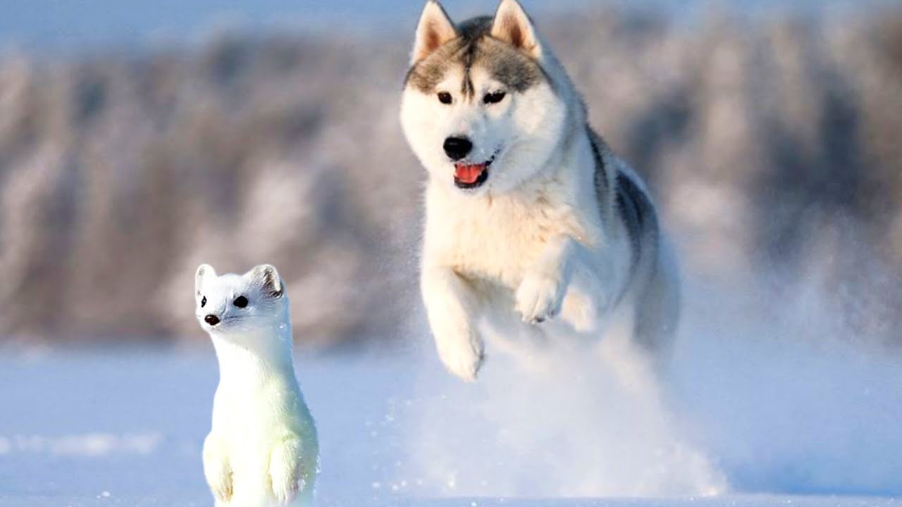 The World's Most Amazing Sled Dog Breed Siberian Husky