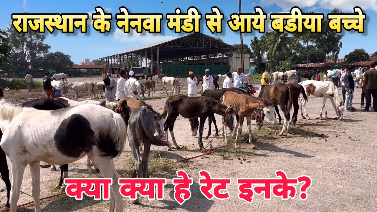 राजस्थान से येवला मंडी मे आये बडीया कानो वाले मारवाडी बच्चे।।येवला घोडा मंडी।Yeola Ghoda Mandi