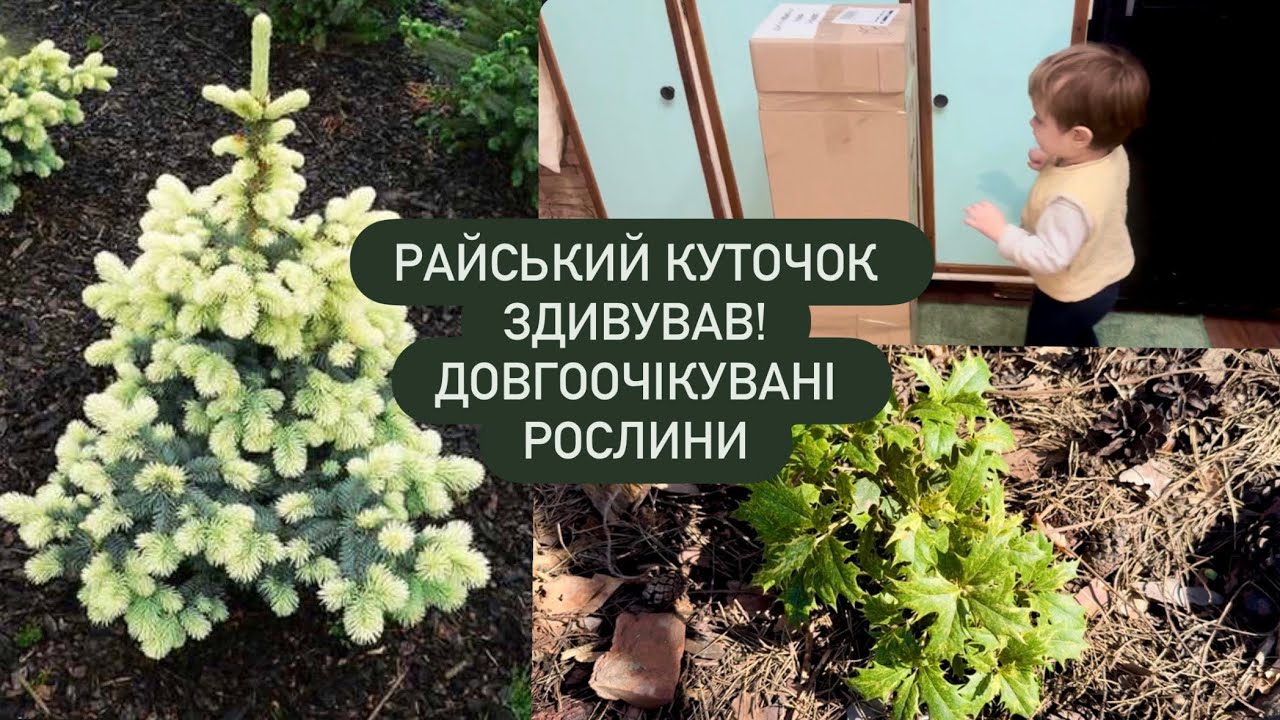 РОЗПАКУВАННЯ ХВОЙНИХ З РАЙСЬКОГО КУТОЧКУ.РОСЛИНА, У НАШОМУ САДОЧКУ, ЯКА ВРАЗИЛА НАЧЕ ЗИМИ І НЕ БУЛО😲