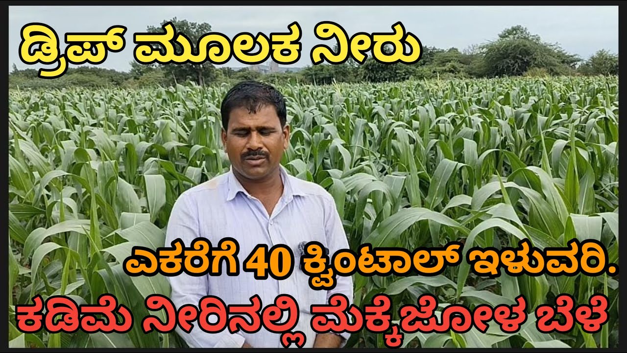 ಸಾಲಿನಿಂದ ಸಾಲು 3 ಅಡಿ |ಡ್ರೀಪ್ ಮೂಲಕ  ನೀರು |ಸ್ವೀಟ್ ಕಾರ್ನ್ ಮೆಕ್ಕೆಜೋಳ 8 ಟನ್ ಬೆಳೆಯುವ ರೈತ
