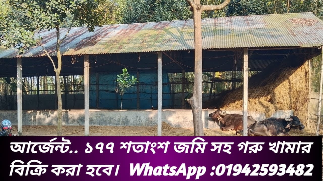 আর্জেন্ট.. ১৭৭ শতাংশ জমি সহ গরু খামার বিক্রি করা হবে।..01942593482 