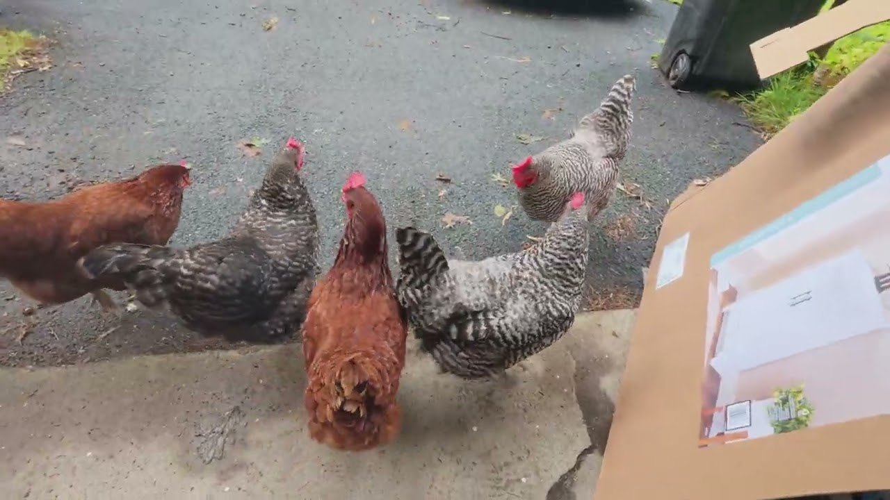 morning chickens 8.1