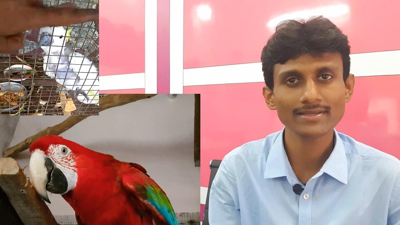 Bird's Parrot's Feather Plucking & Treatments & Medicine Question & Answer