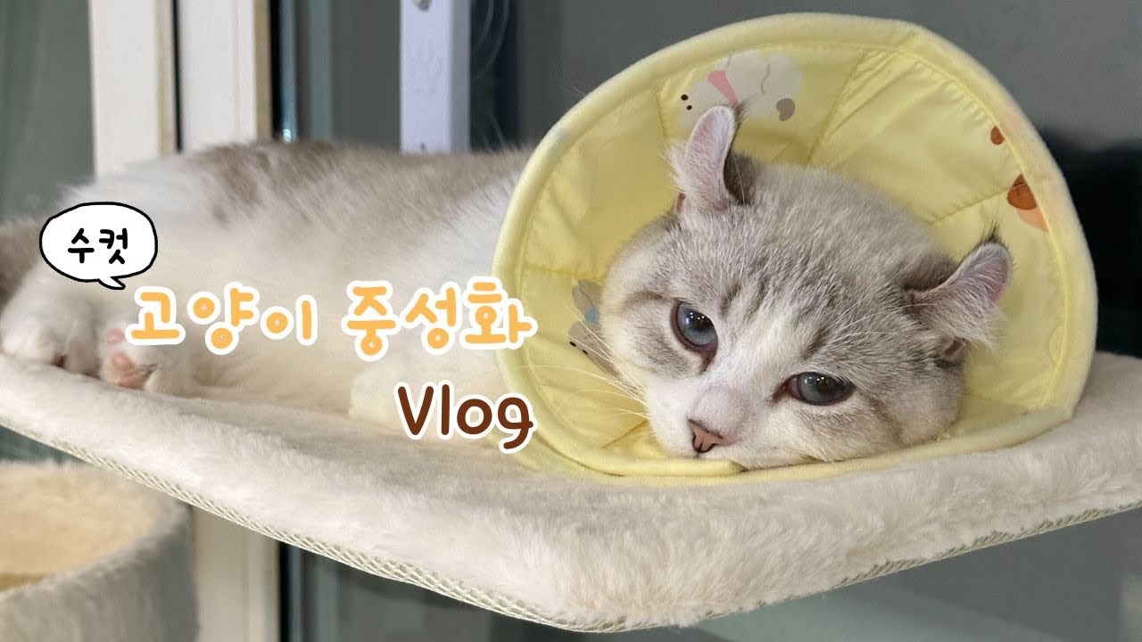 개냥이 브이로그 | 고양이 중성화 | 고양이일상