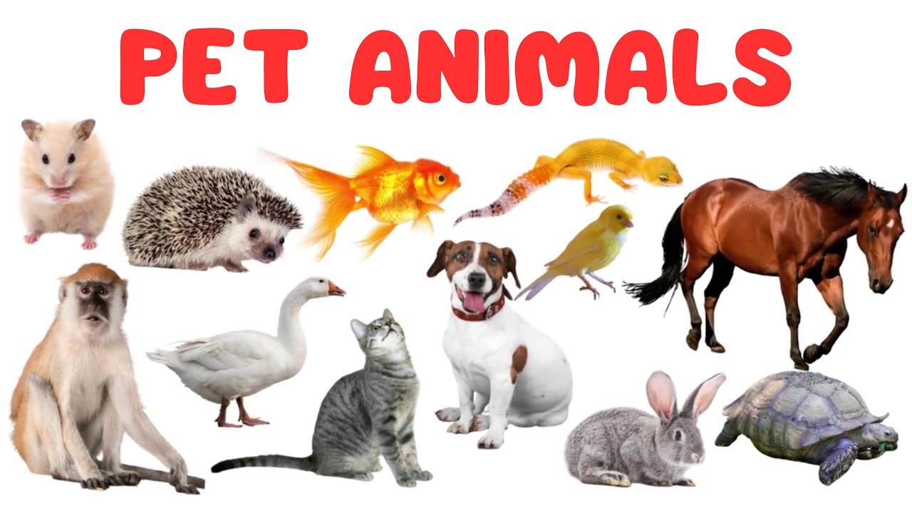 Pet Animals for Kids | Learn Animal Names and Fun Facts in English