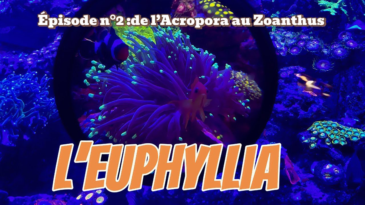 De l'Acropora au Zoanthus : L'EUPHYLLIA