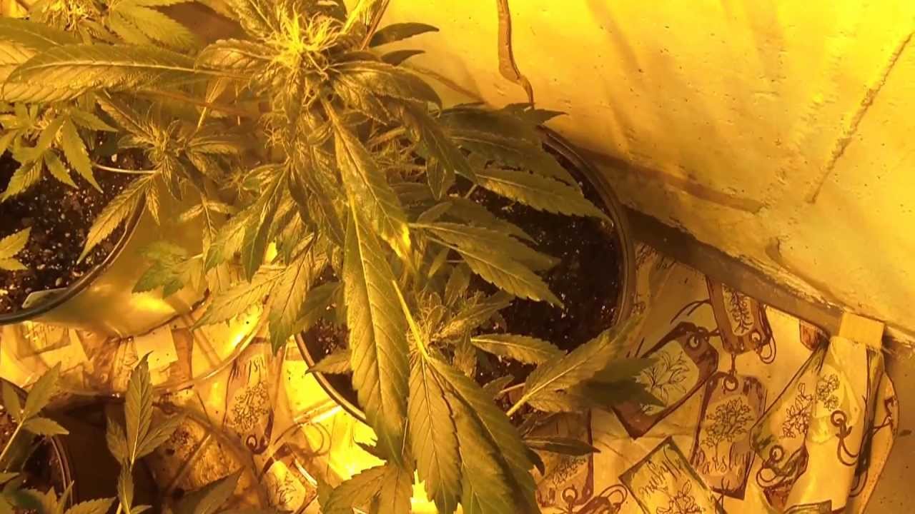 growing marijuana with 400w hps and 400w mh