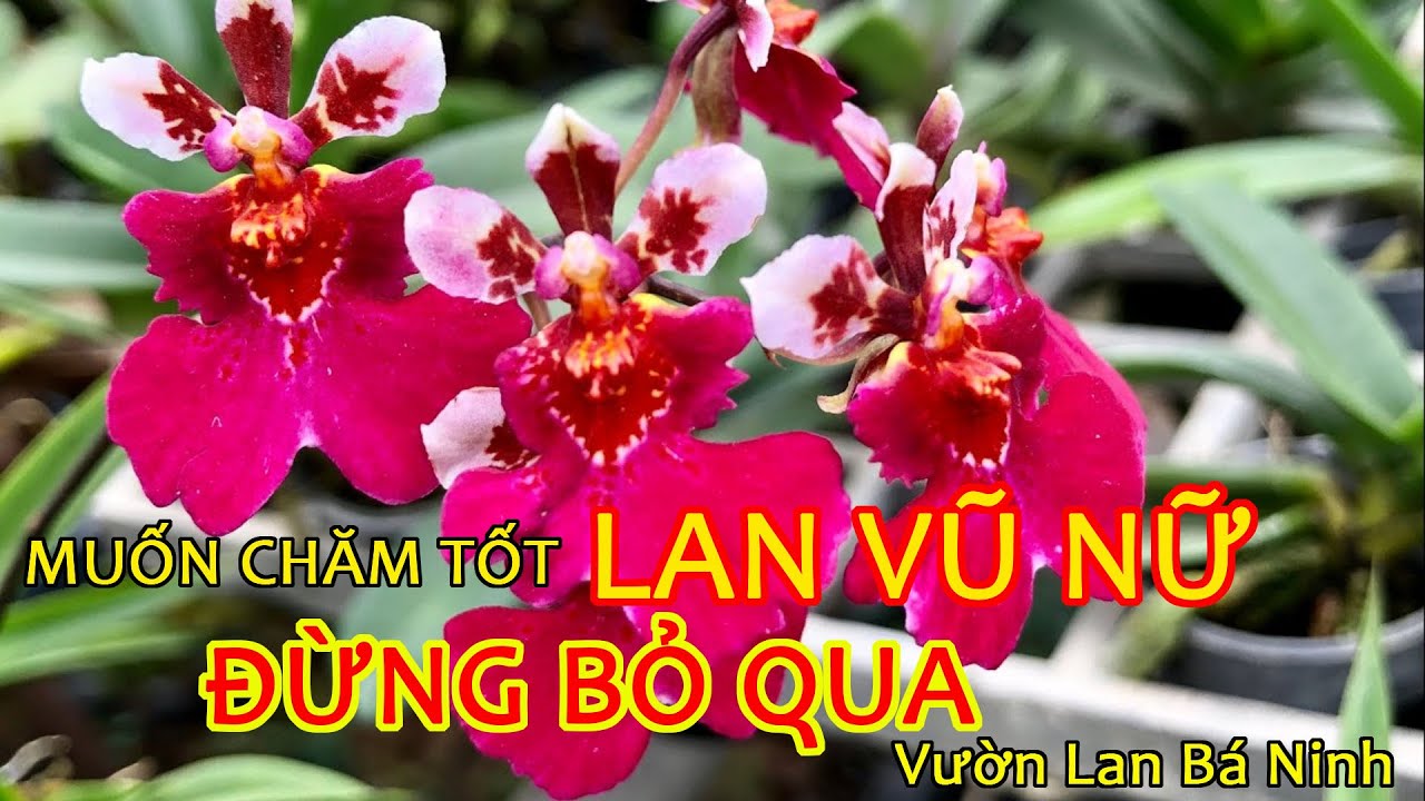 C&aacute;ch Chăm S&oacute;c Tốt Lan Vũ Nữ