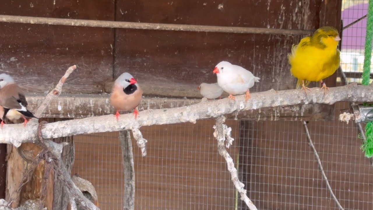 Bird aviary at Warners Norton Grange