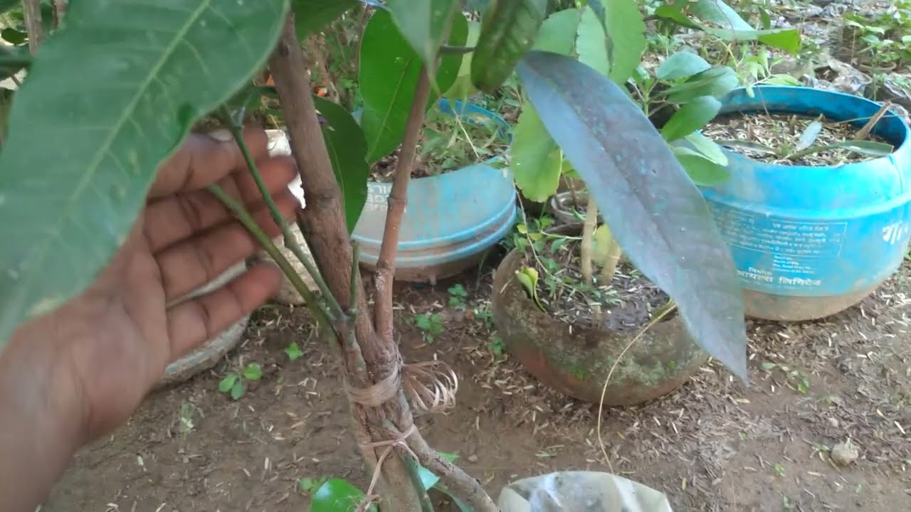 @sitaramgoogleforcreators🌎Live#g#yt#N/A#एक पेड़ में अनेकों किस्म के आम के फल।कलम विधि से तैयार। 🥭🥭