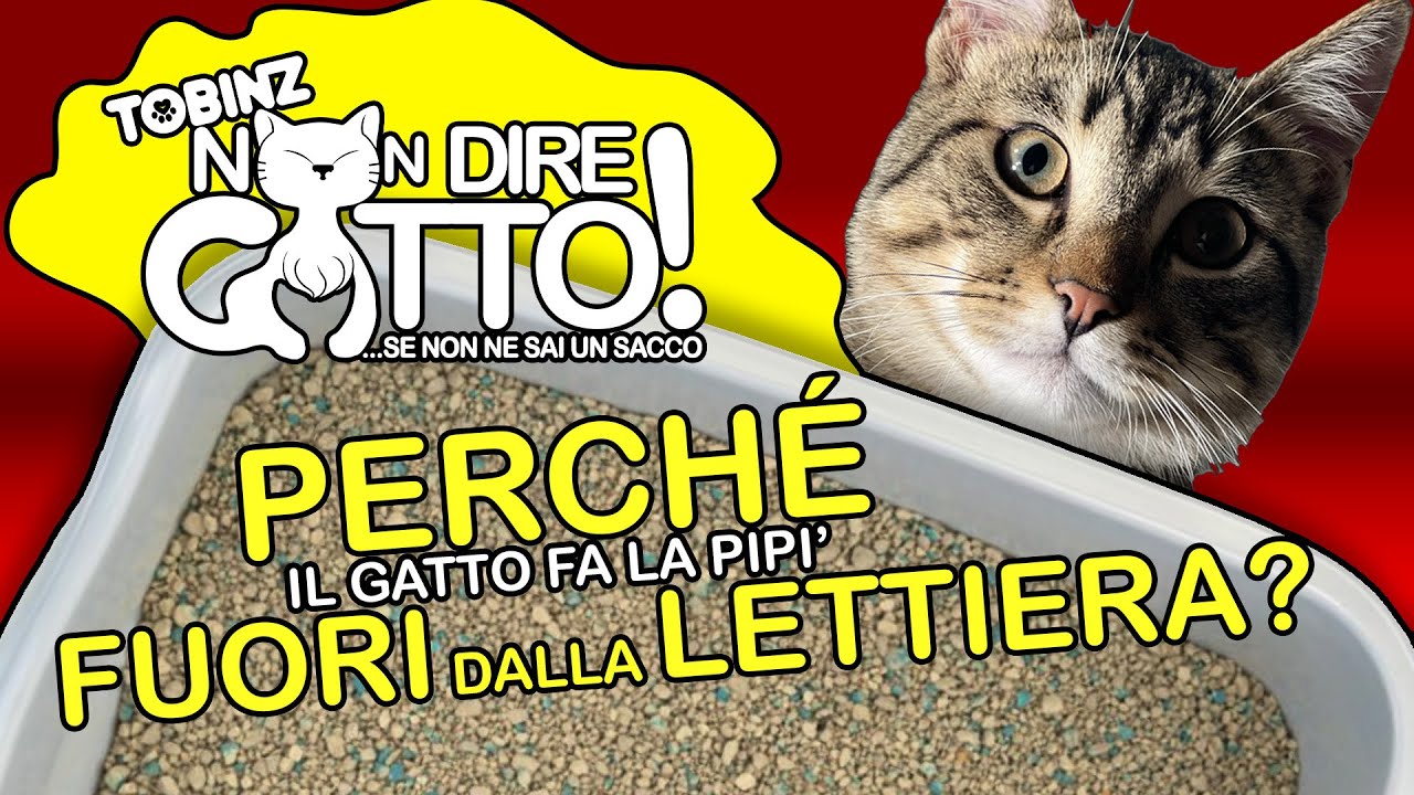 PERCHÈ il GATTO fà la PIPÌ FUORI dalla LETTIERA?