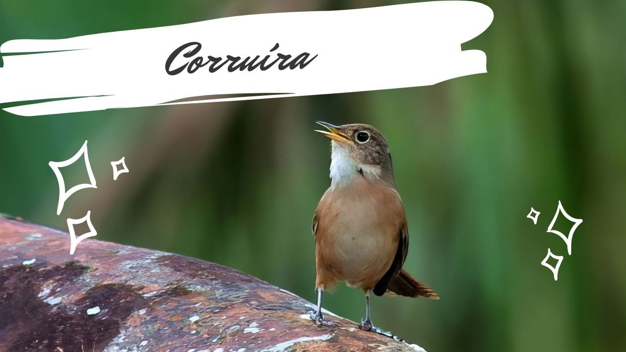 Corruíra cantando - Troglodytes musculus - Southern House Wren