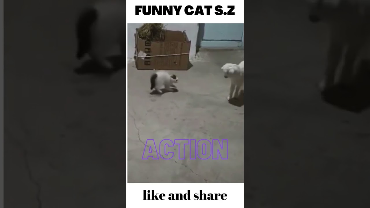 the moist prominent naughty cats😹😻|FUNNY CATS MOMENTS