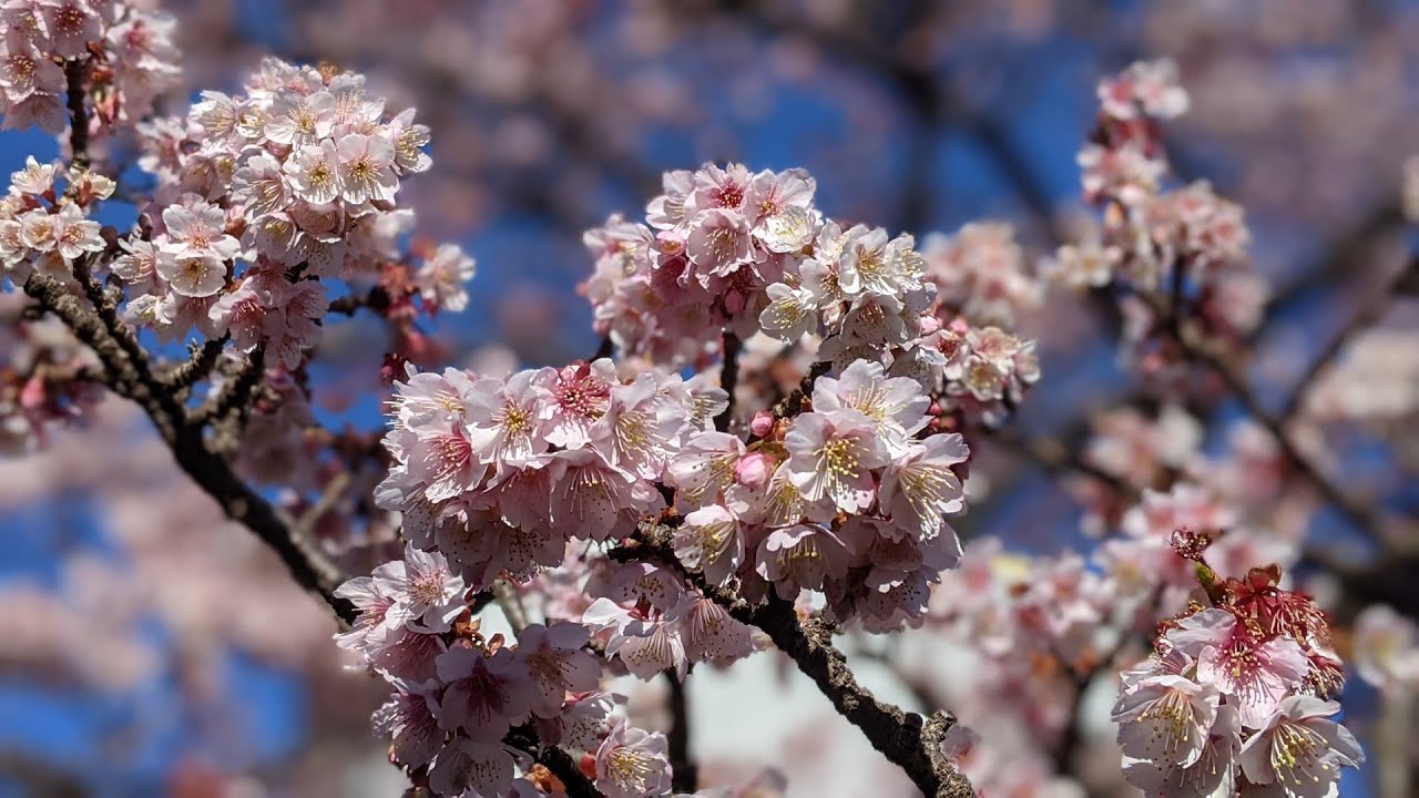 【1月満開】あたみ桜 ｜日本最速の桜満開さんぽ