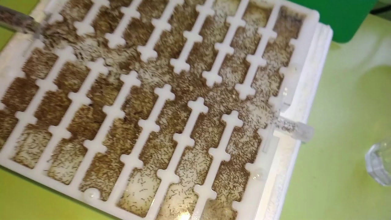 Pheidole Megacephala #7 Es werden immer mehr