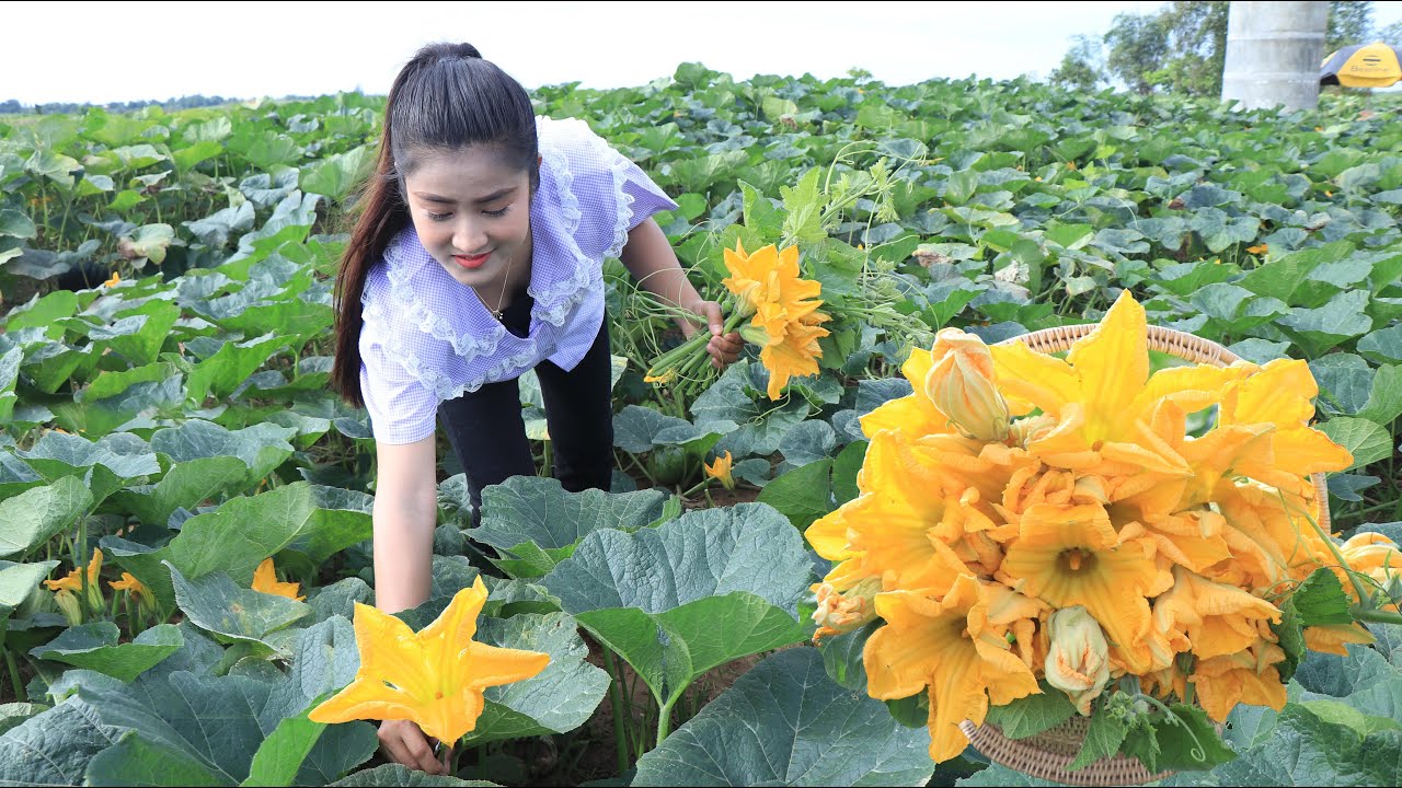 Beautiful pumpkin farm season is starting again in my village / Yummy pumpkin flower recipes