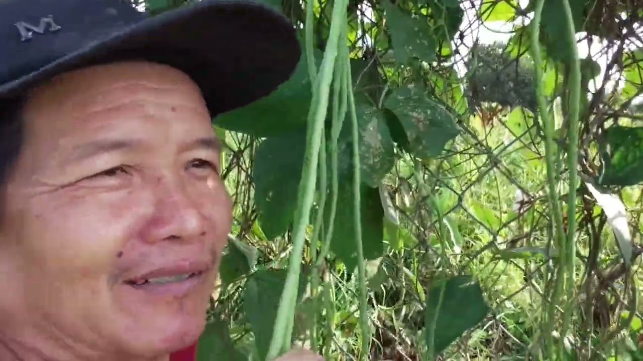 Đậu đũa trái rất nhiều và đẹp 