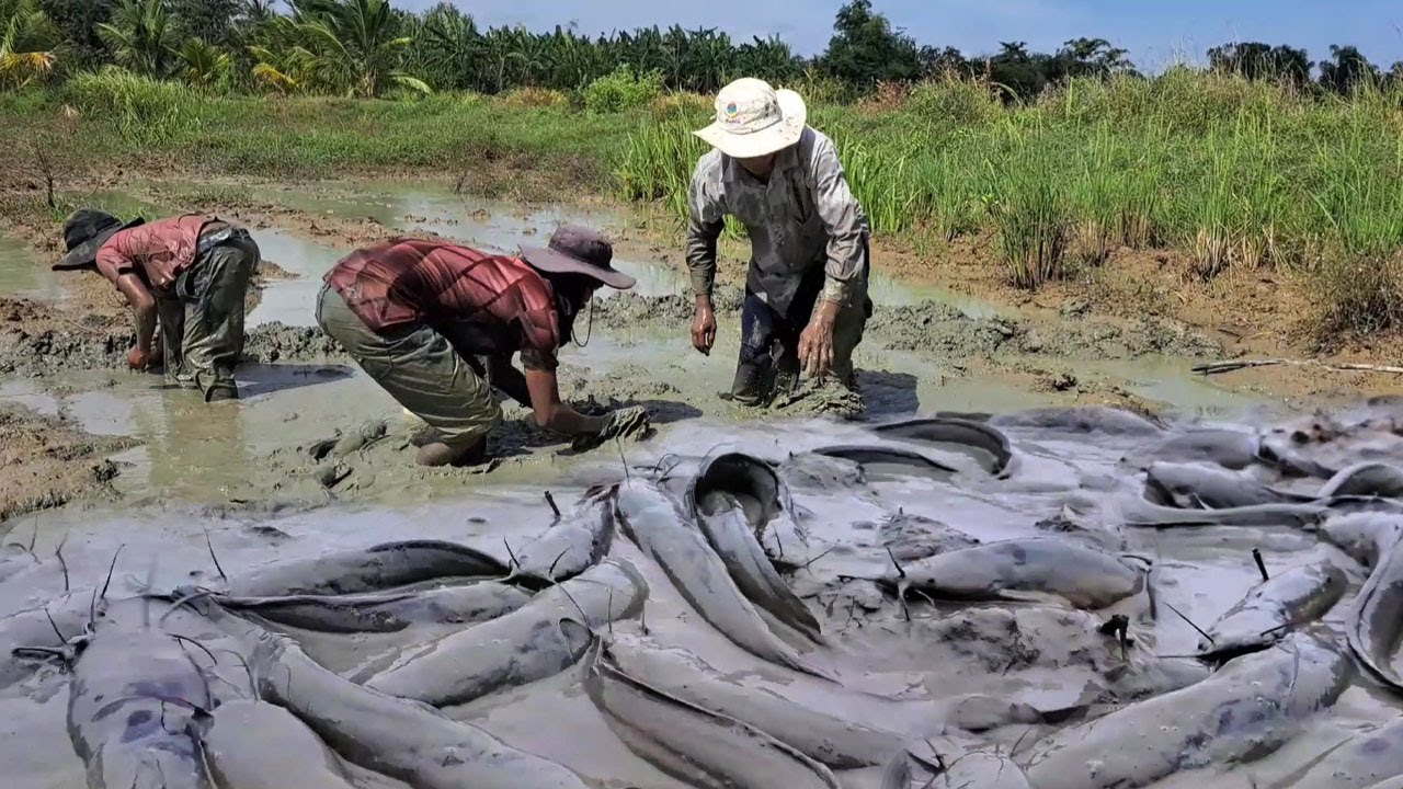 amazing fishing - catching a lot of fish in the mud at field by best hand skill
