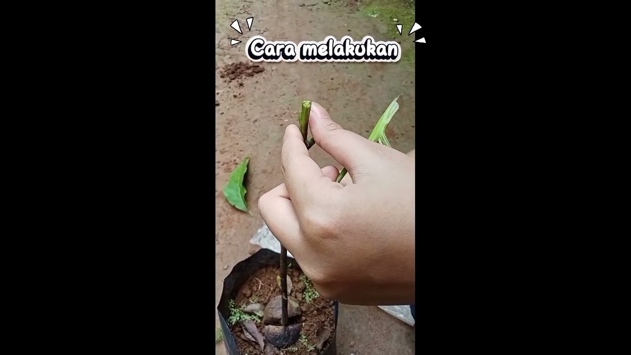 Tugas Vidio IPA, menyetek/okulasi 