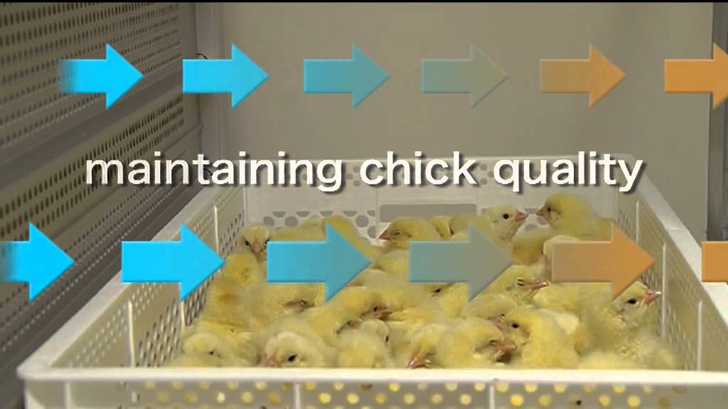 HatchTraveller, Chick Transport