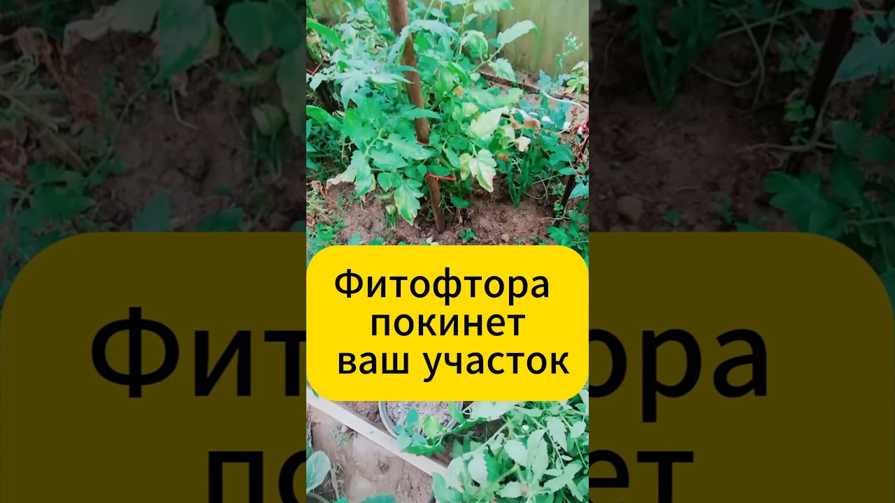 Фитофторы нет и не будет! #дача #огород #садогород #томаты #фитофтора #фитофтороз #подкормка