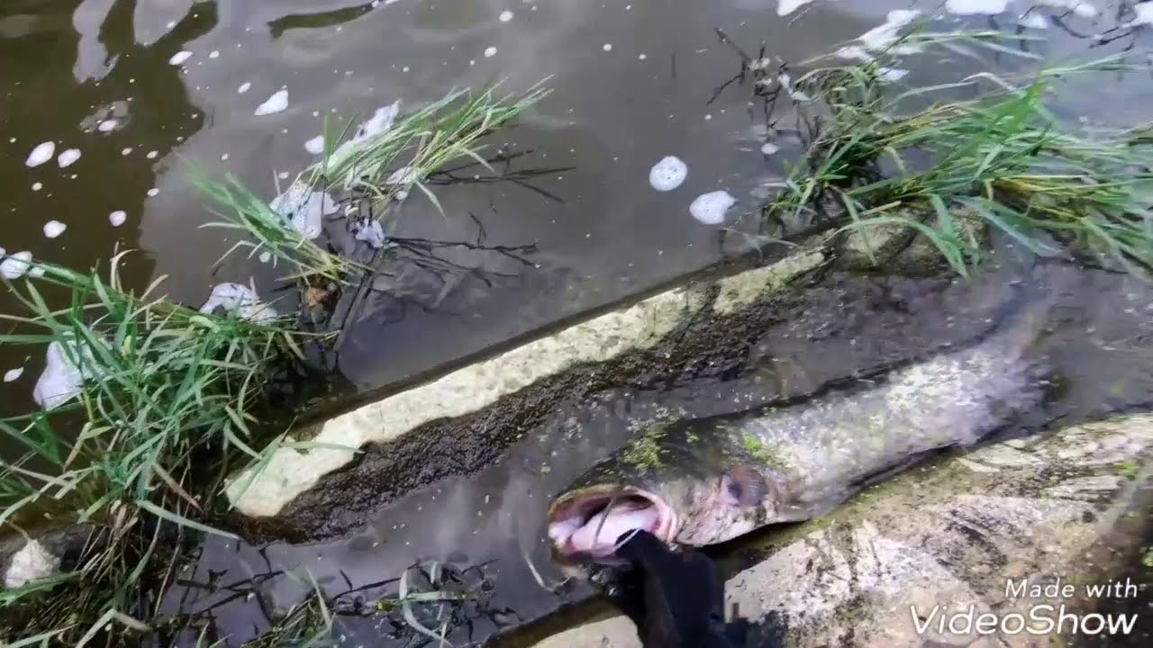 Spinning siluro in canale