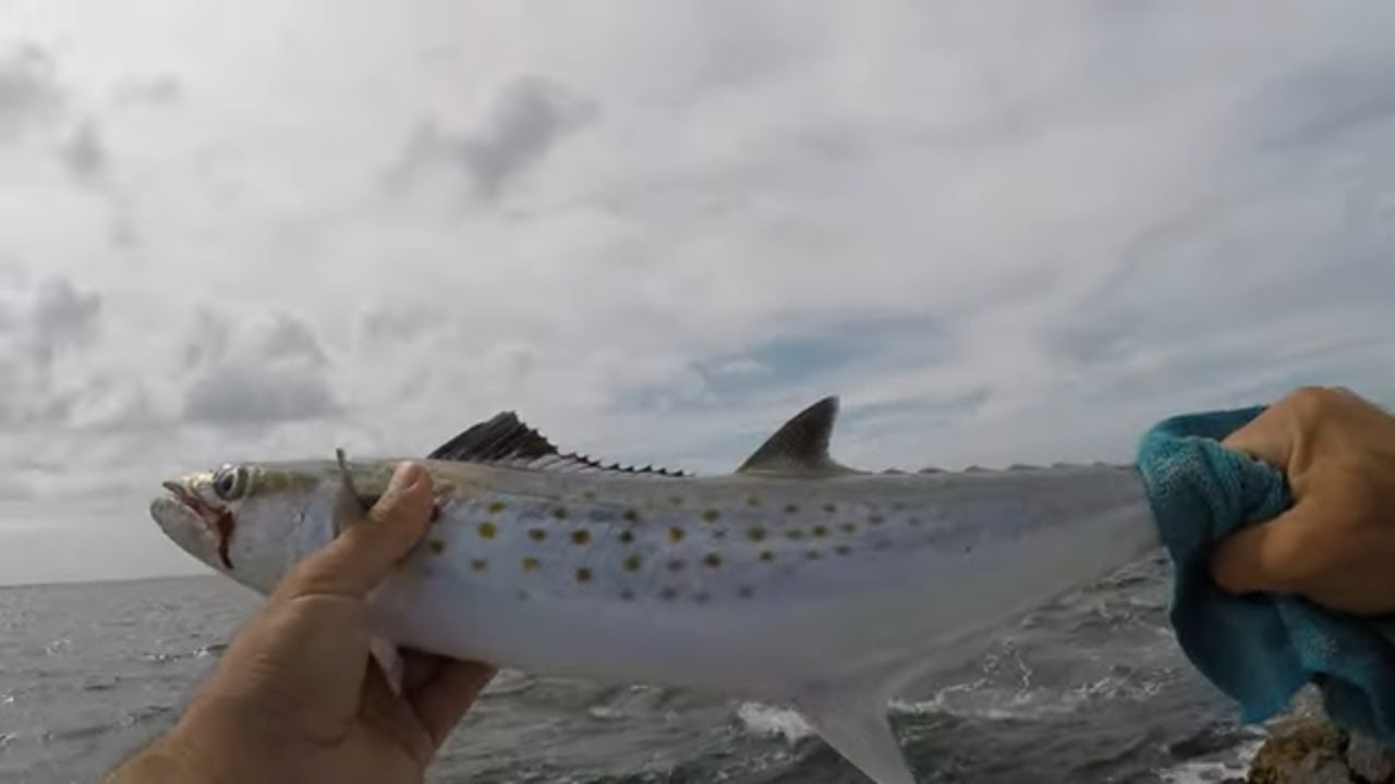 Skyway Bridge Spanish Mackerel fishing FISH ON CHANNEL
