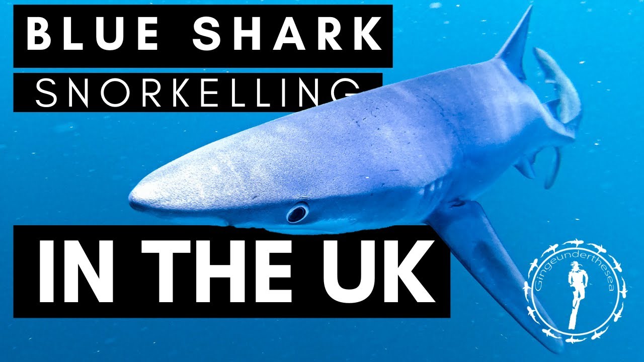 SNORKELLING WITH BLUE SHARKS IN THE UK!