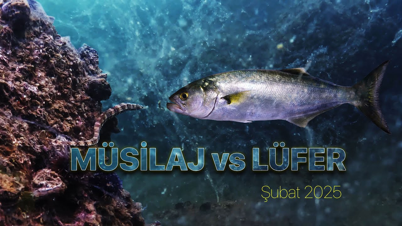 Müsilaj Felaketi vs Lüfer Bolluğu!  Şubat 2025
