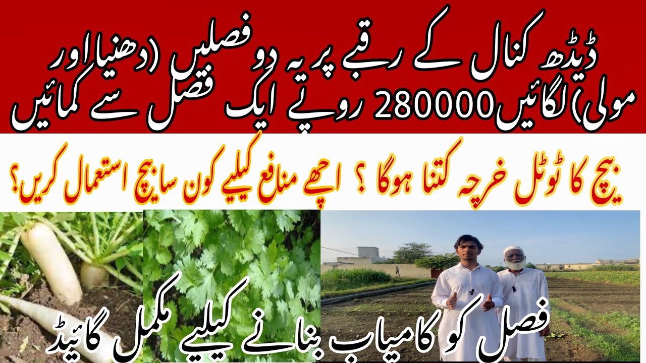 Cultivation of Coriander and Radish |dhania aur moli ki kasht |دھنیا اور مولی کی فارمنگ|bestbusiness
