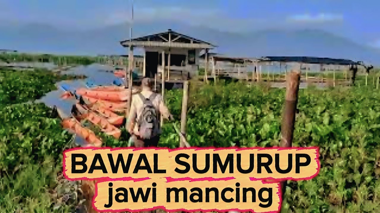 Mancing rawa pening // bawal sumurup