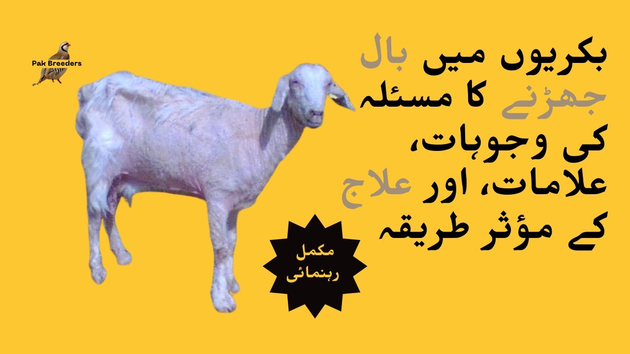 Alopecia in goats treatment | Treatment for goat hair loss |  Pak Breeders
