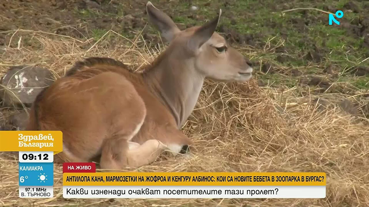 Бебета антилопи, кенгура и маймунки раздват посетителите на зоопарка в Бургас | 18 мар. 2026