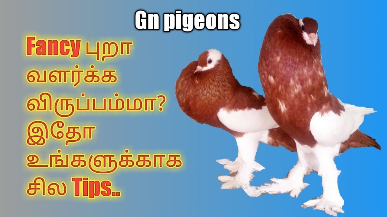 Fancy புறா வளர்க்க விரும்பம்மா? இதோ உங்களுக்காக... புறாகள்