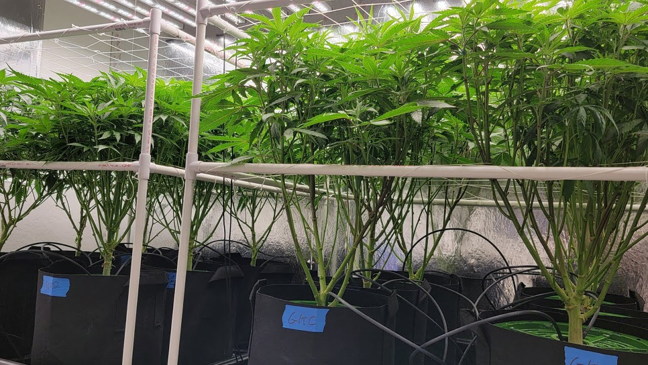 How to prepare plants for flowering - lollipop and Defol for big buds - Last day of Veg - Day 21