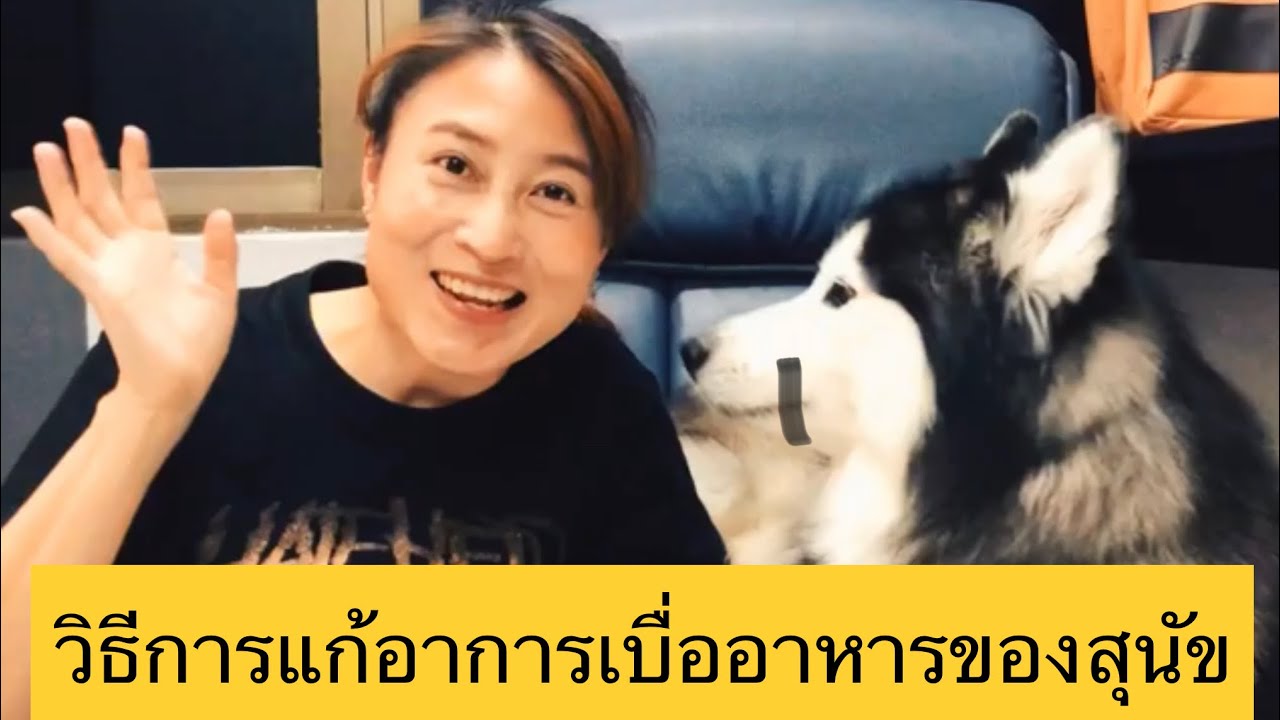 วิธีการแก้อาการเบื่ออาหารของสุนัข
