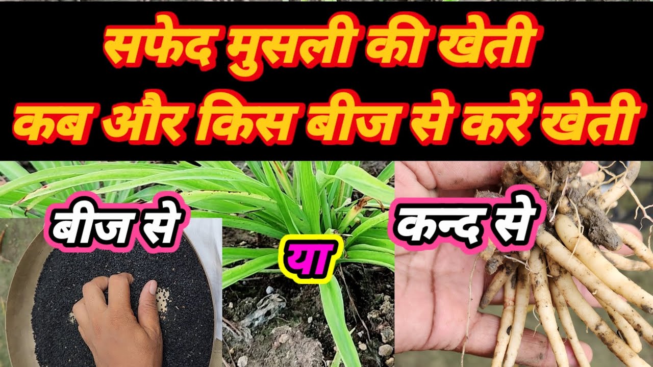 Safed musli hybrid seeds | सफेद मूसली की खेती | white musli 