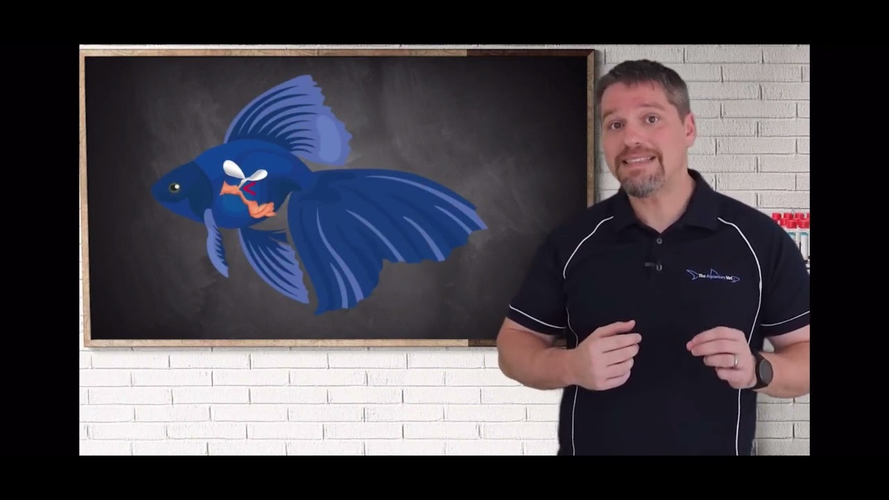 Aquarium School - buoyancy issues in Goldfish