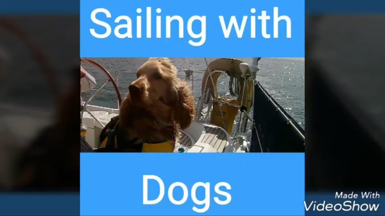 #3 S.Y. Allwood goes Sailing with Dogs