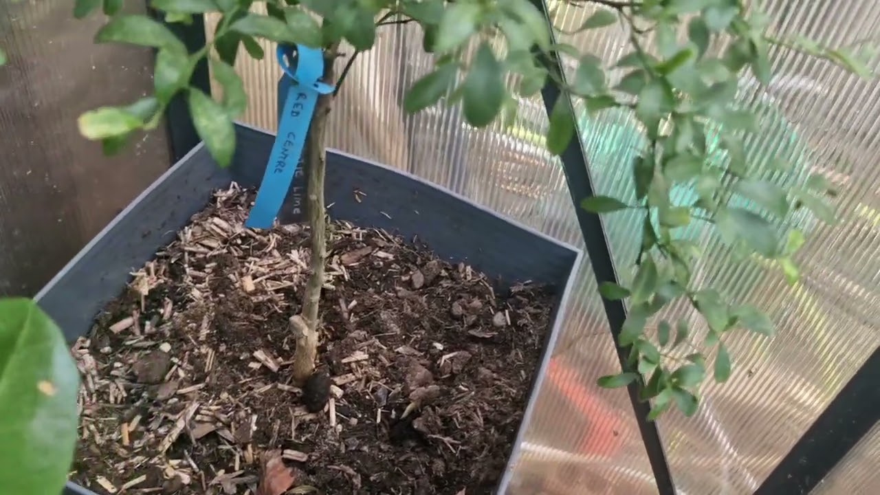Growing Finger Limes in the UK! Pink Caviar Lime & More! - Mar 2025