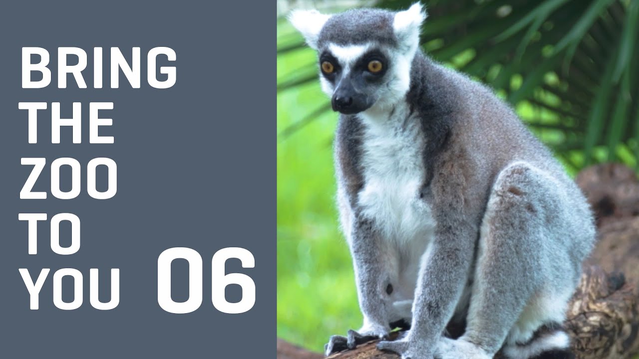 Bring the Zoo to You - Learn About LEMURS