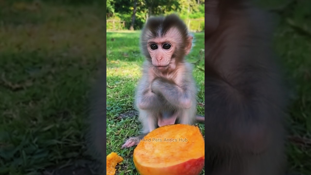 Funny Baby Monkey Gets Angry Over Fruit 🍌😂 | Cute Animal Reaction Video
