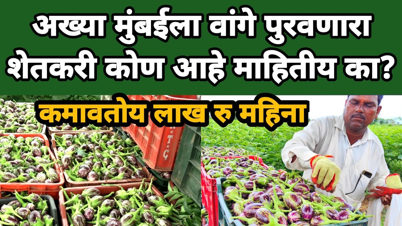 अख्या मुंबईला वांगे पुरवणारा शेतकरी पाहिलाय का? | Marathi Maharashtra | sangram dhanve | शेतीवाडी