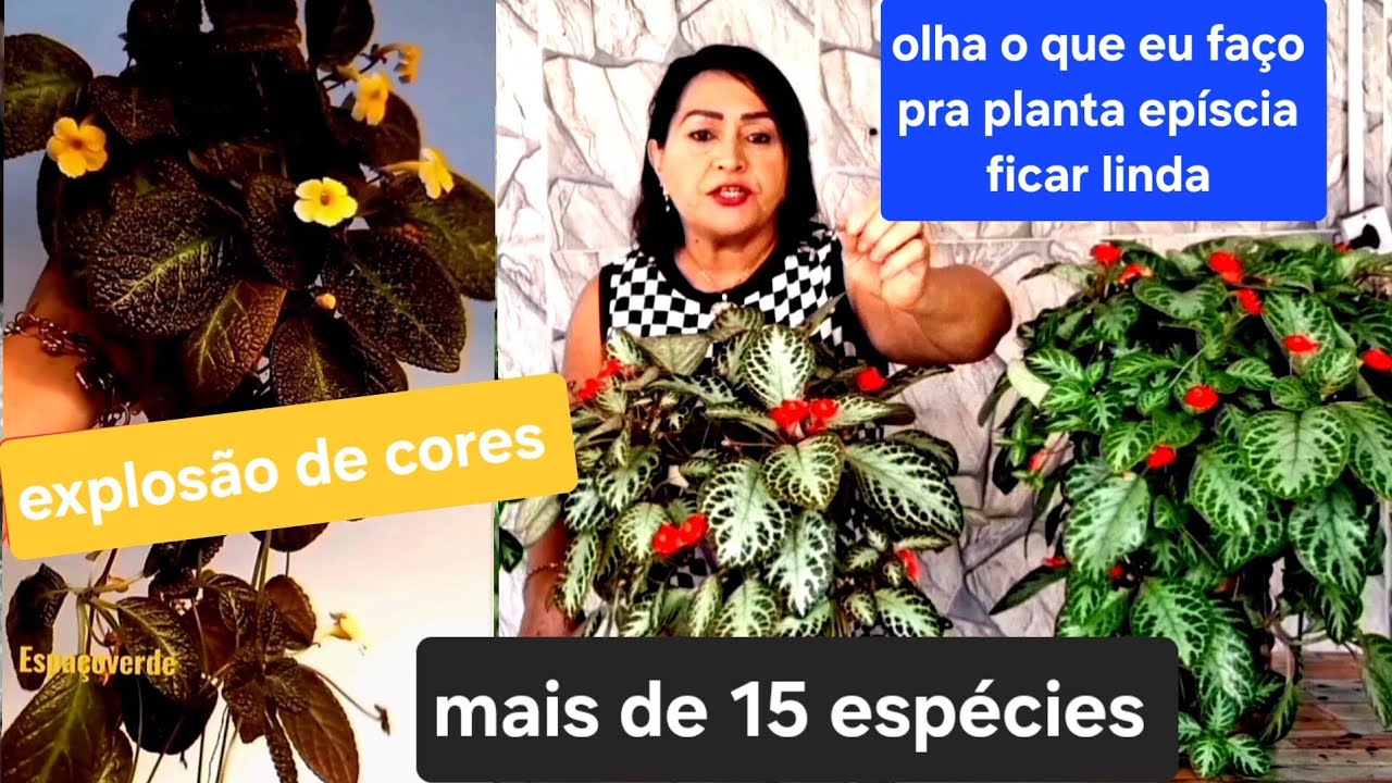 COMO FAZER A PLANTA EPÍSCIA EXPLODIREM DE FLORES E FOLHAS  TUDO QUE VOCÊ PRECISA SABER PLANTE .