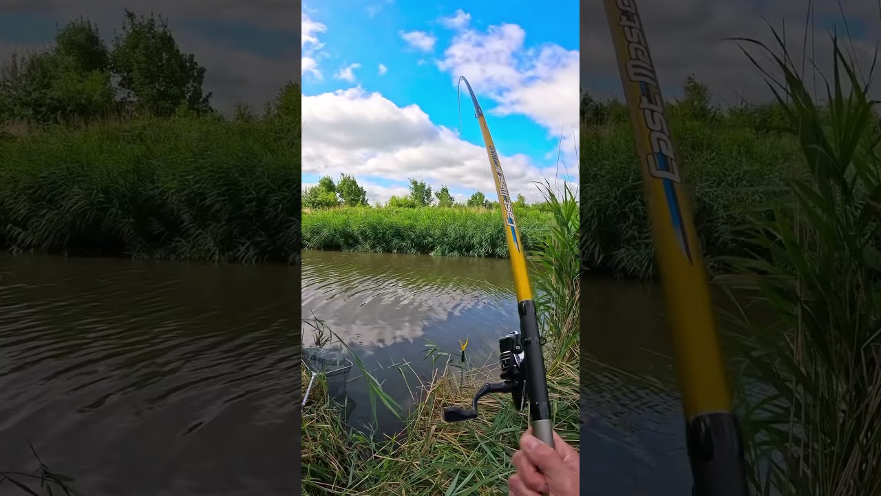 Een karper beet op een zoute drop-snoep