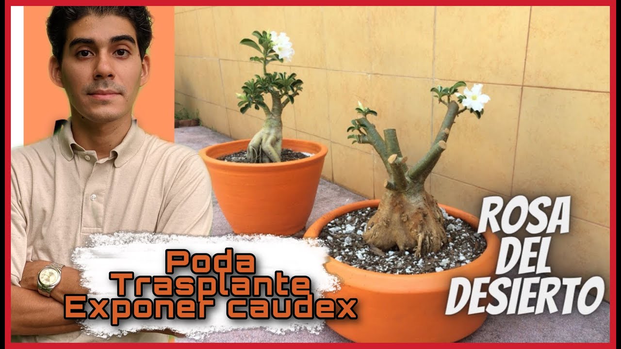 Exponer Caudex ROSA DEL DESIERTO - ADENIUM PODA DE RAÍCES