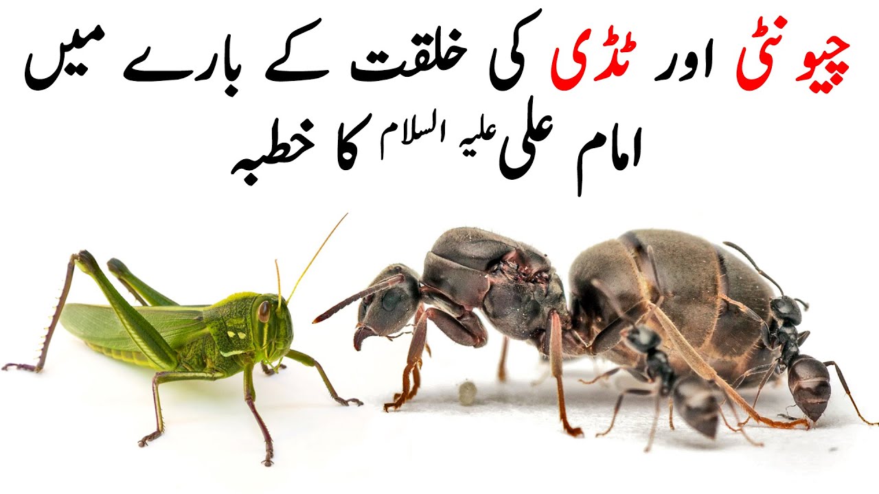 Chunti Aur Tiddi Ki Khilqat | Imam Ali | Nehjul Balagah | Creation of Ant & Grasshopper | HolyQuotes