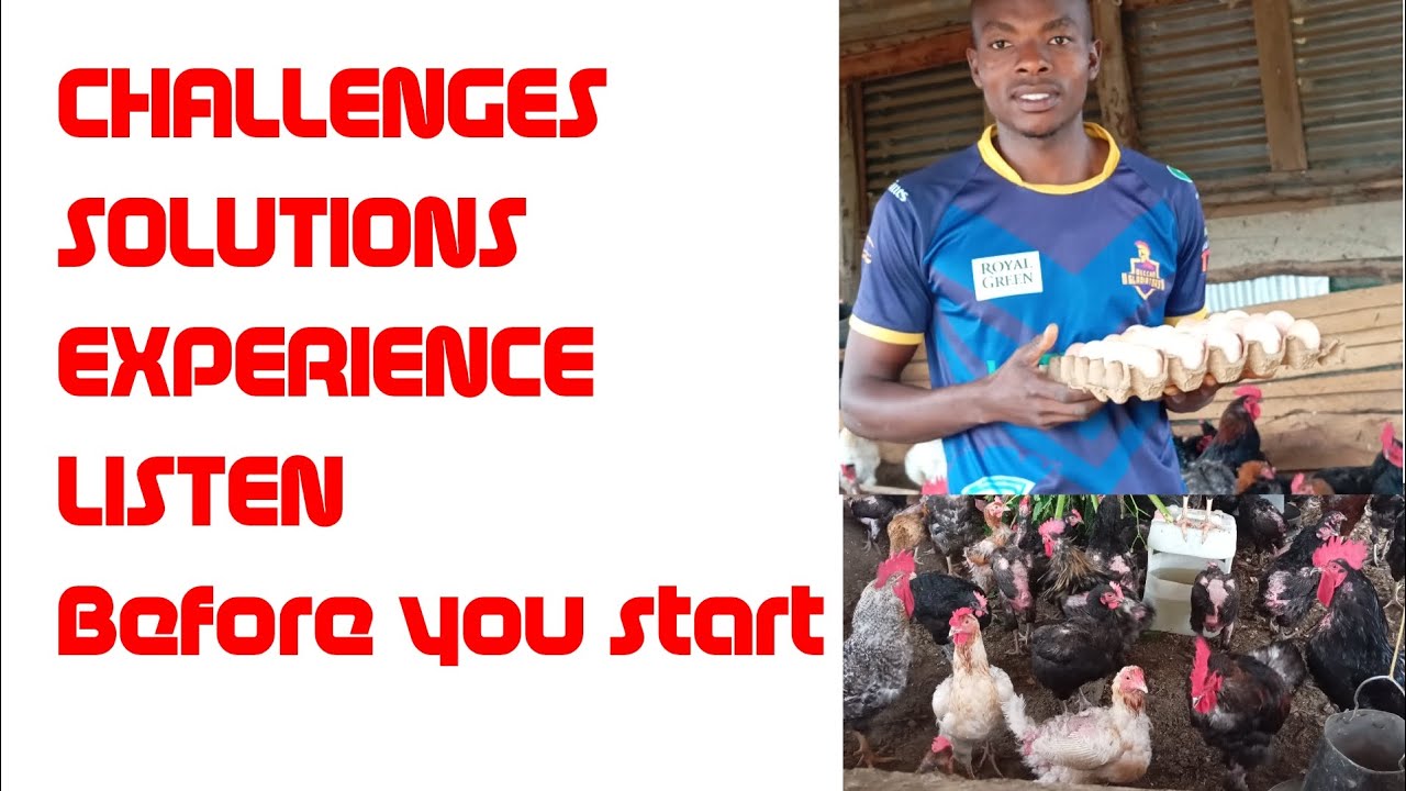 Our experience through 2025 as a beginner Local poultry keeper. #ntvnews #africa #chicken #farming 